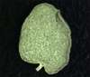 Chamaesyce serpens