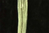 Chamaesyce serpens