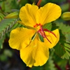 Close up of flower