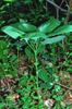 Form