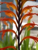 Flowerhead
