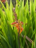 Flower and leaves
