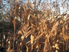 Chasmanthium latifolium