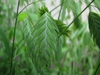 Chasmanthium latifolium