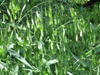 Chasmanthium latifolium