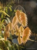 Chasmanthium latifolium