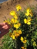 Cheiranthus cheiri
