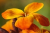 close up of flower