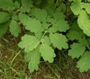 compound leaves. Leaflets are lobed