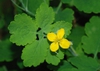 leaves and yellow flower