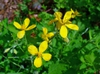 leaves and yellow flowers