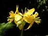 close up of yellow flowers