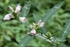 Leafy shoot bearing small pale pink flowers.
