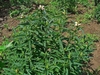 Upright stems with opposite lanceolate leaves & terminal flowers
