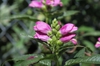 Chelone lyonii