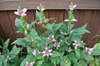 Chelone lyonii