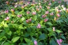 Chelone lyonii