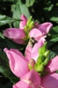 Close up of flower
