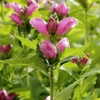 Purple two-lipped flowers