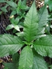 Green serrated leaves