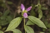 Green serrated leaves and purple flowers
