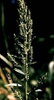 Chenopodium ambrosioides