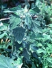 Chenopodium ambrosioides