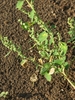 Shoot with sparse foliage & tight, dense spikes of green flowers