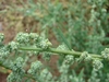 Axillary, dense spikes of tiny, green flowers.