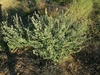 Small shrubby plant with spikes of tiny, insignificant flowers.