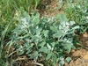 Small leafy plant with whitish new shoots.