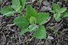 Young plants germinating in mulched soil. Leaves are deltoid.