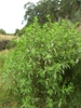 form