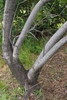 Chilopsis linearis