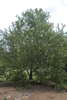 Chilopsis linearis