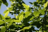 leaves