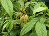 leaves