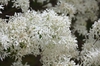 Chionanthus retusus