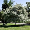 Chionanthus retusus