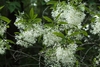 Leafy branch with clusters of white flowers with ribbony petals.