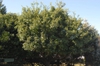 Chionanthus retusus - medium tree full foliage