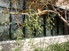 Hanging clusters of green, olive like fruits.