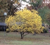 Small rounded tree with yellow foliage