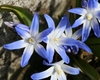 blue star-shaped flowers