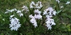 white flowers
