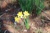 Yellow trumpet-shaped flowers emerging from the ground.