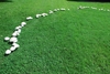 Fairy-ring growth pattern (Highland Park, Greensboro, NC)-Mid Su