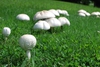 Native habitat (Highland Park, Greensboro, NC)-Mid Summer