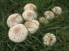 form