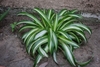 Grassy leaves with a central white longitudinal stripe.